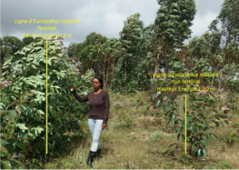 Plantation campagne 1 – Plantation de 1 an - Différence entre arbre fertilisé et non fertilisé ©Projet ARINA, avril 2016